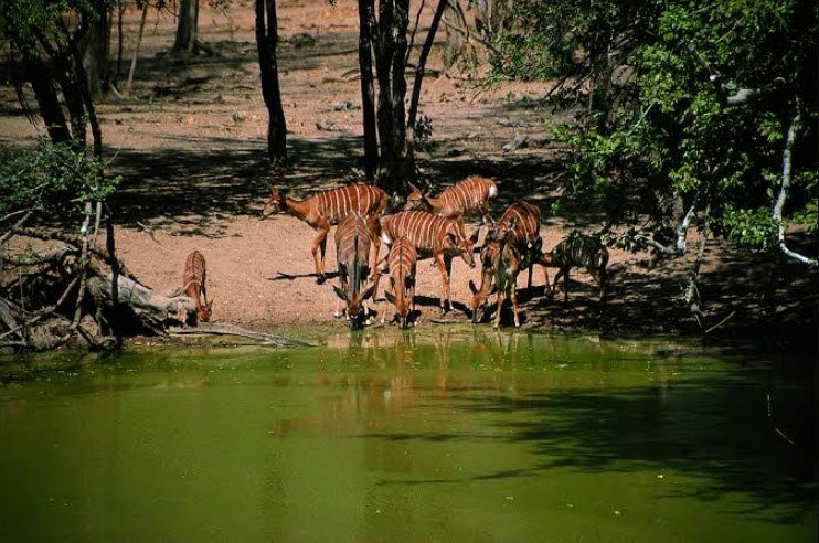Lengwe National Park, Southern Region (Chikwawa District), Malawi